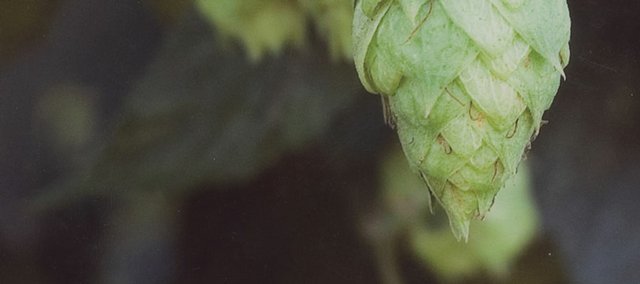 The cone of a hop vine is shown here during a hop harvest in Washington's Yakima Valley. Hops are the aromatic, flavorful ingredient that are a staple ingredient in making beer. A global shortage of hops has threatened craft beer and home brewing. Free State Brewing Co. brewer Geoff Deman took these photos in 2006 while at "hop school." 