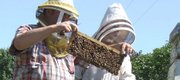 Tony and Anthony Schwager work together in the family business, Anthony's Beehive. The two extract and harvest only from their multiple beehives.