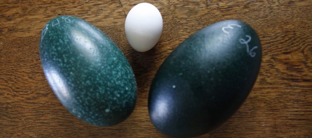 Emu eggs, left and right, are shown next to a chicken egg.