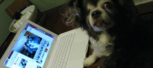 Choco, a 14-year-old long-haired Chihuahua, visits Dogbook, a variant of Facebook. Her owner, Chavis Lickvar Armstrong, Lawrence, vents the dog’s frustrations about senior living on the social media site.