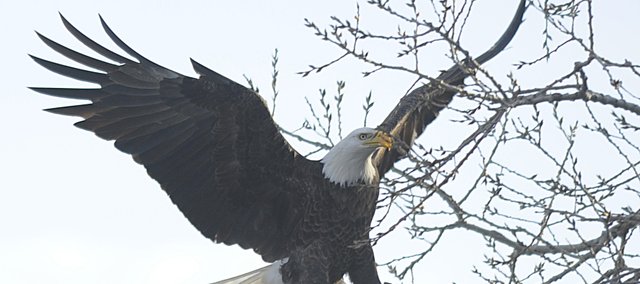 A bald eagle takes flight in Lawrence in April 2010.