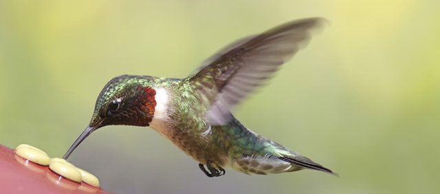 hummingbirds return to area after lengthy migration hummingbirds return to area after lengthy migration