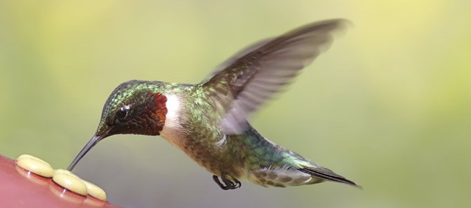 hummingbirds return to area after lengthy migration hummingbirds return to area after lengthy migration