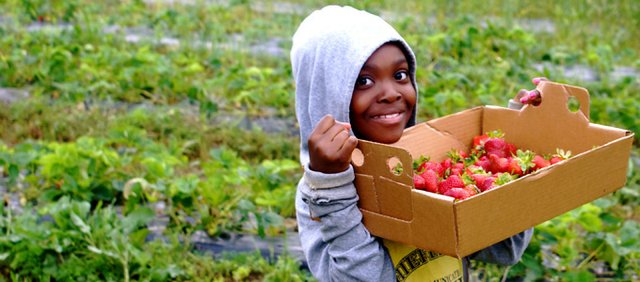 Cordley second-grader Chloe McNair helps pick strawberries at Wohletz Farm Fresh, 1831 N. 1100 Road. The berries will be used in a dessert prepared for Cordley students Friday as part of a special lunch put on by the Farm-to-School program.