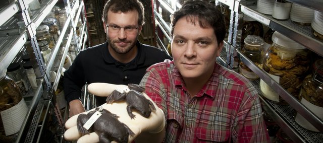 Rafe Brown, assistant professor of ecology and evolutionary biology and curator of herpetology for the Natural History Museum at Kansas University and Dave Blackburn, a post-doctoral researcher at the museum are pictured with two flat-headed frogs that are among the rare specimens that will be on display for this weekend's SciencePalooza fundraiser event at the museum. Proceeds from the fundraiser will go toward updating exhibits.