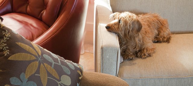 Accessories are an easy way to up the coziness factor of a room. Pillows, blankets and rugs can all create that nice, warm feeling we crave after coming in from a winter’s day. Of course company like Oliver, a wirehair dachshund, doesn't hurt either.