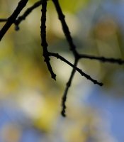 Tease photo