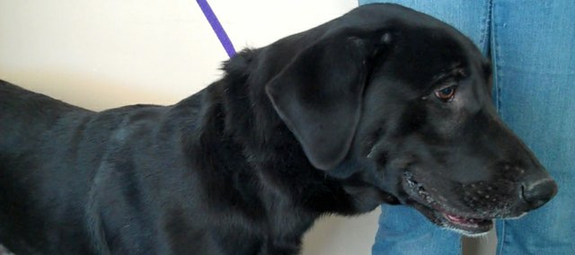 Every Wednesday we highlight an animal from the Lawrence Humane Society, 1805 E. 19th St., in a feature called Wednesday Waifs. This week, we look at Alex, a black lab with a playful, ornery disposition that is eager for a mature owner that is willing to to invest a little time in some of his bad habits.