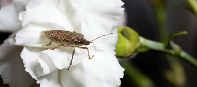 insect insect