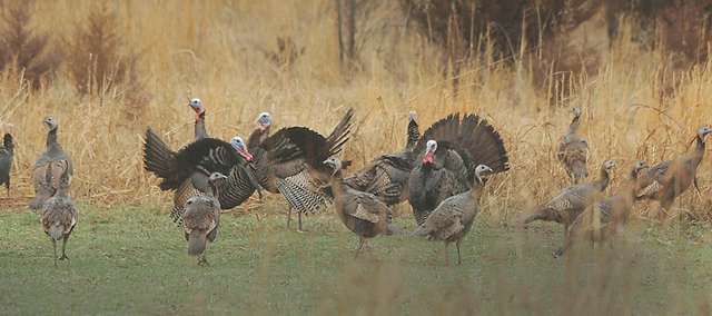 Wild turkeys take over a wheat field Sunday northeast of Lawrence, where the males strutted their stuff trying to attract the females’ attention.