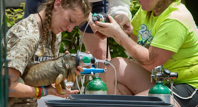 Pet World staff and volunteers and area veterinarians give oxygen to reptiles rescued from the store by Lawrence firefighters after an afternoon fire on Monday, May 25, 2015. 