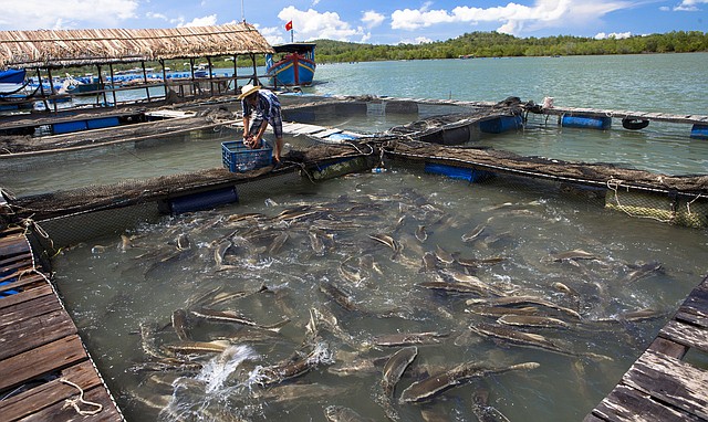 eating-some-fish-may-not-be-as-healthy-as-you-think-nutritionists