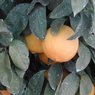 Bergamot Oil