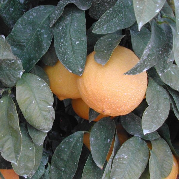 Bergamot Oil