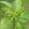 Camphor Oil