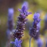 Lavender Oil