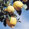 Lemon Oil