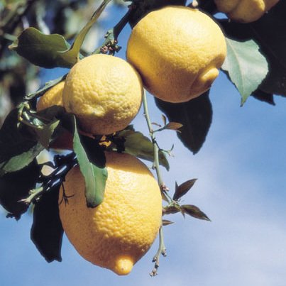 Lemon Oil