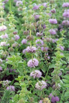 Pennyroyal Oil