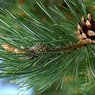 Pine Needle Oil
