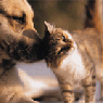 PET FIRST AID/CPR