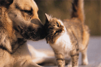 PET FIRST AID/CPR