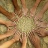 Who are the mediators?