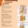 Understanding Anatomy: the spine