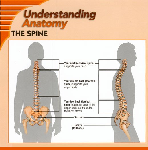 Understanding Anatomy 