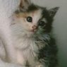 Donations/Wish List