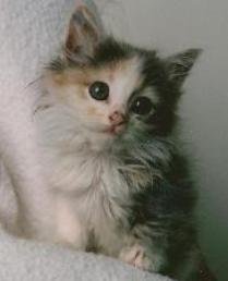 Donations/Wish List
