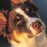 Become a Lawrence Humane Society Member
