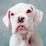 Cruelty and Neglect Investigations