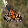 Monarch Watch Citizen Science Blog