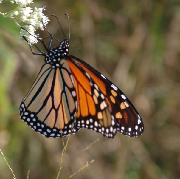 Monarch Watch Citizen Science Blog