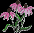 KSNPS Native Plant & Wildflower Events