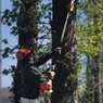 STIHL Pole Pruners