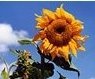 Donate Online to an Existing Fund