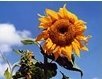 Donate Online to an Existing Fund