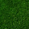 Fescue & Bluegrass Sod
