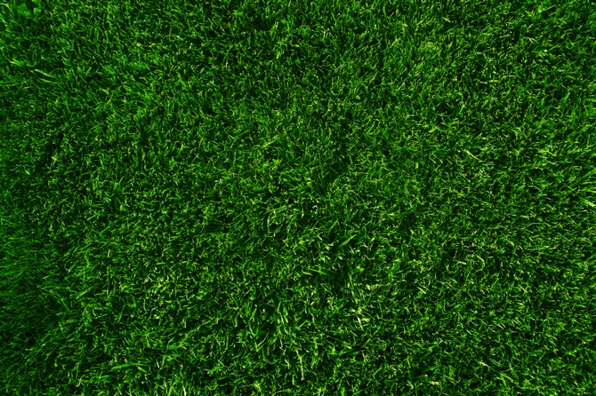 Fescue & Bluegrass Sod