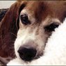 Lawrence Humane Society