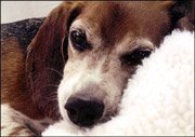 Lawrence Humane Society