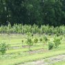 Tree Farm