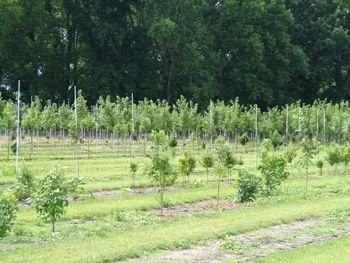 Tree Farm