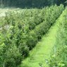 Tree/Shrub/Mulch Pricing