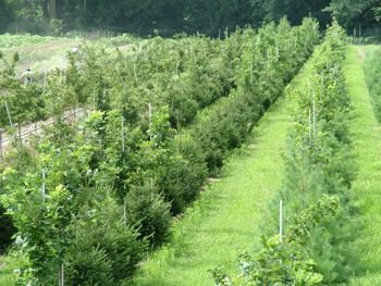 Tree/Shrub/Mulch Pricing