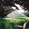 Seed & Sod Care