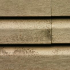 Mold and Mildew Removal