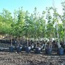 The Tree Farm at Lawrence Landscape